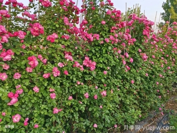 藤本月季不开花什么原因？可能是这6点