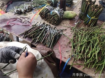 月季嫁接是门技术活，该如何做？