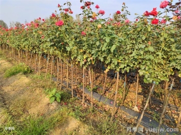 苗木移栽时容易被忽视的5个细节，决定苗木品质