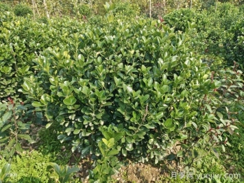 小叶黄杨小苗和大叶黄杨小苗的区别