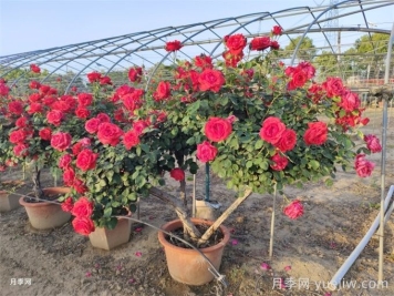 盆栽树状月季养护不是难题，掌握六点即可