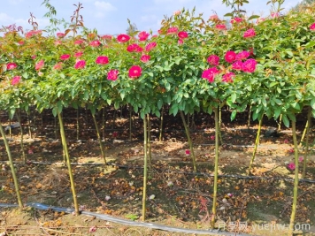 手把手教您嫁接小高杆月季树