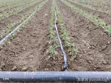 地栽月季的栽植技术及经济效益