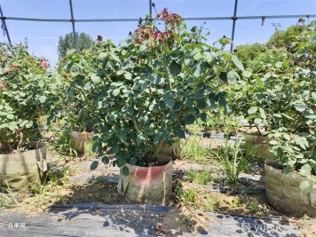 如何提高月季花苗成活率？方法为你列举