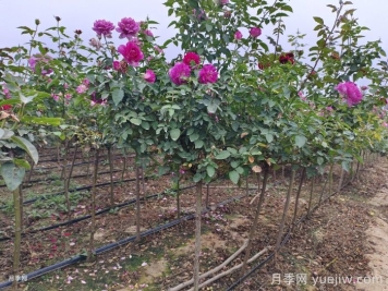 南阳基地教你棒棒糖月季的嫁接方法