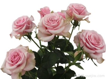 阿丽娜之花月季