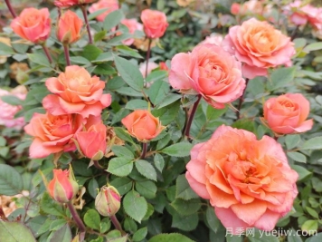 月季花夏天养护技巧