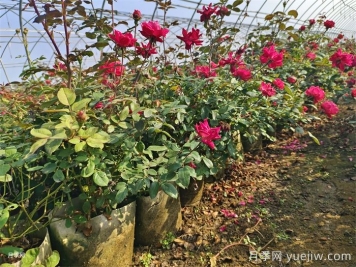 月季花后如何修剪？