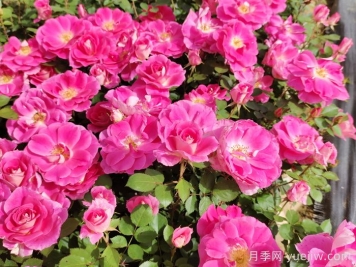 多彩的花园主角一定是月季花