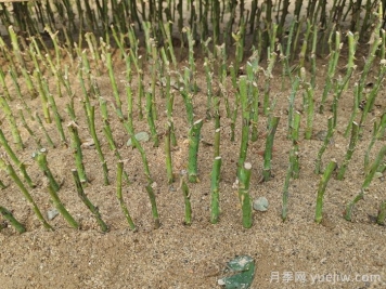 怎样提高月季扦插率？