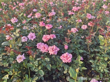 月季感染了黑腐病怎么办？