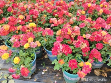 盆栽多色月季的种植时间和方法