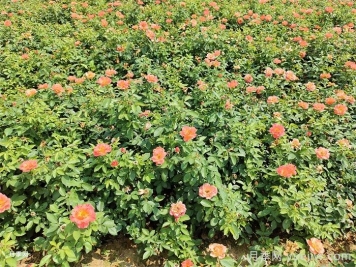 秋季月季花再开爆，要做好夏季工作