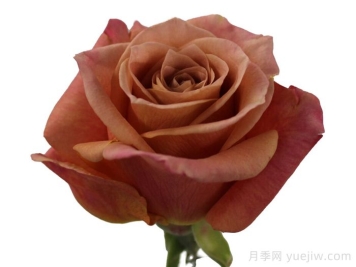 咖啡月季(荷兰)