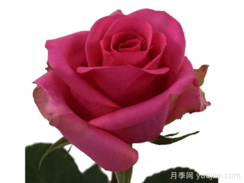 天堂山月季/天文