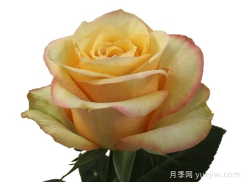 桃色博加德月季/桃子鲍嘉