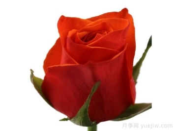 橙色织布鸟月季/橙色织布者