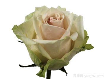 甜蜜阿达洛尼亚月季