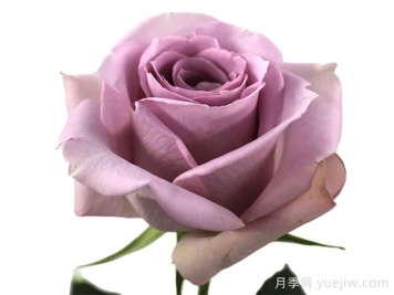 奥里诺科河月季