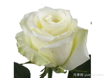 香草冰月季/香草冰激凌