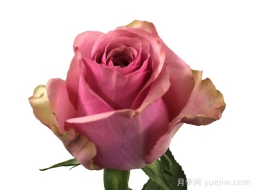 粉色浪潮月季/粉潮