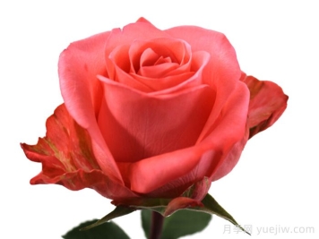 桑卡拉月季Sankara