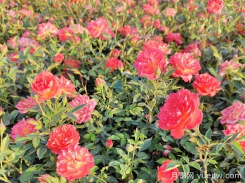 钻石月季怎么修剪？钻石月季养护常见问题