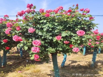 春季栽植，怎样才能避免月季树假活？