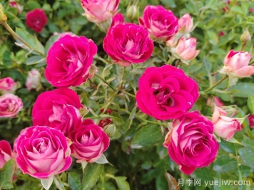 月季花春季施肥过多怎么办？