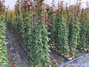 推荐一些关于藤本月季种植的养护知识