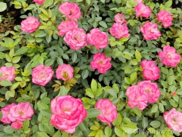 月季锈病有哪些危害？怎么防治？