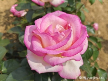 月季花的寓意和花语