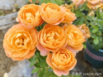 哪种月季花的品种比较好养？推荐4个网红品种