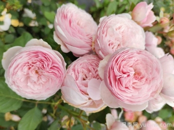 瑞典女王月季花的优点和缺点是什么？