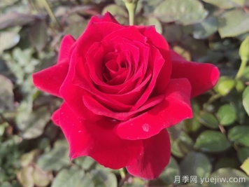 月季花有什么颜色？花色总结