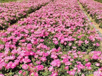 天津盐碱地如何种月季？