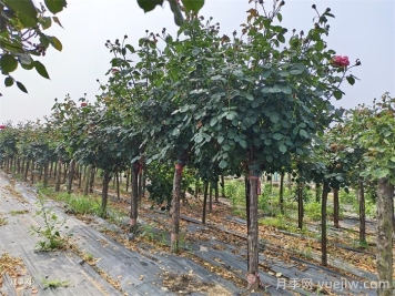 5公分月季树多少钱一株？