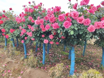 为什么买月季就选南阳月季？有什么优势