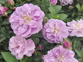 月季花种子几月播种最好？