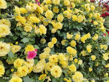 10种金黄色花卉藤本植物