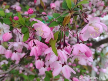 垂丝海棠和西府海棠有什么区别？