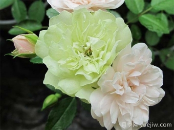 绿冰月季推荐，清新淡雅的微月