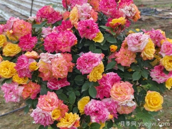 月季花期延长方法