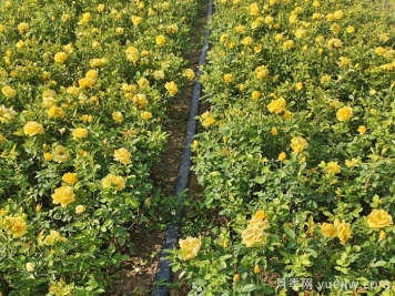 月季修剪后的详细施肥