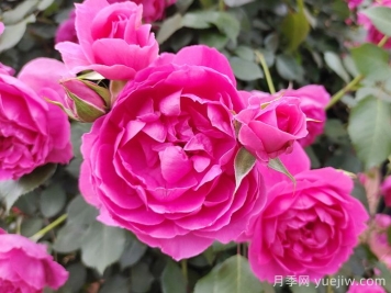 适合四川种植的藤本月季