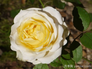 无限永远月季的优缺点是什么？