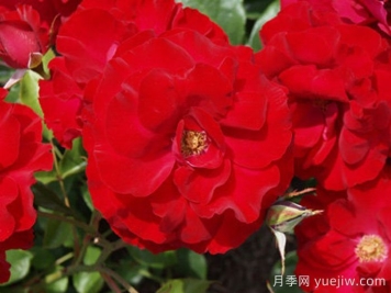 梅洛荣耀月季/梅洛格