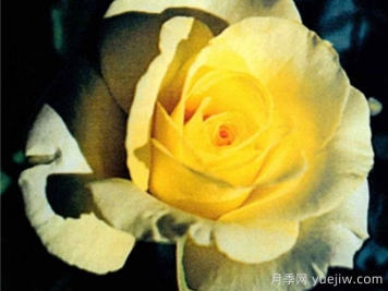 狮子王月季(美国)