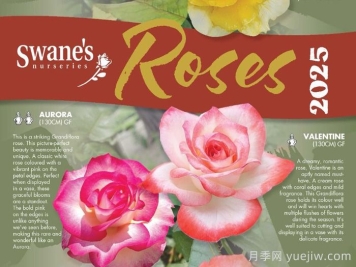 月季育种家：澳大利亚Swane's Nurseries(斯旺苗圃)