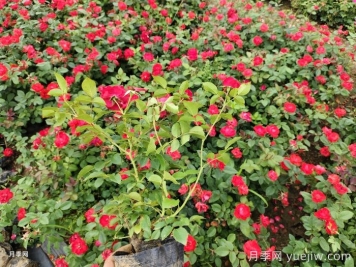 教你如何养好月季花？